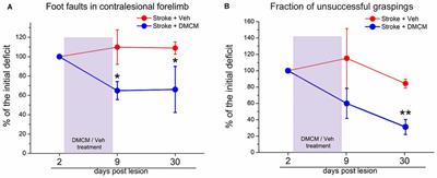 Neuroplastic Changes Following Brain Ischemia and their Contribution to Stroke Recovery: Novel Approaches in Neurorehabilitation